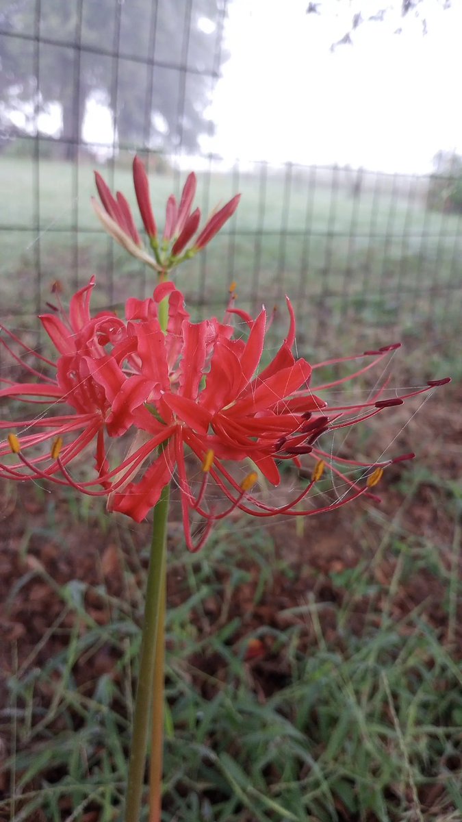 The little spider webs on it 💙