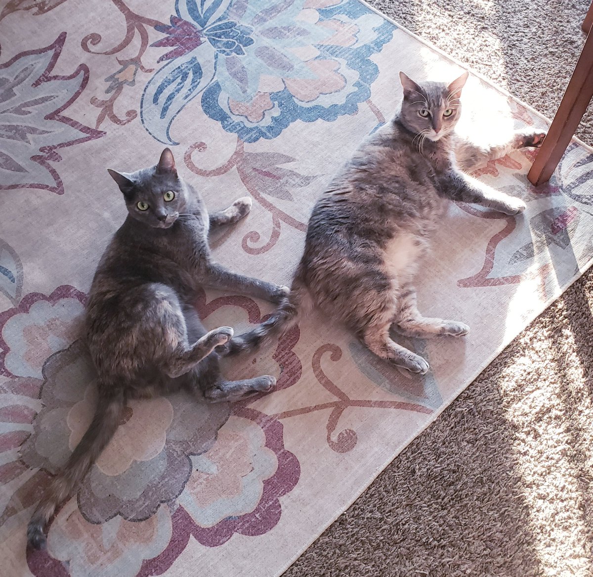 Good morning #WritingCommunity from Illyria and Lucy. #amwriting #writerslife
