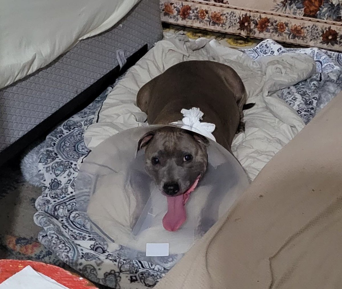 .@vanhumane:  Animals like Lily need urgent veterinary care dlvr.it/TDLZpD