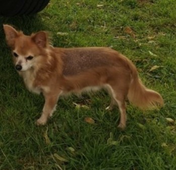 MissingPetsGB's tweet photo. 🐕🧨FRUIN, long haired Chihuahua lost in
Middleton Park #Leeds #LS10 eve of 16 September 2024 after some kids set off fireworks by the pond &amp; he ran off.
He's 13 &amp; very nervous, was wearing a black harness with a tag.
He is new to the area, so address on tag is incorrect https://t.co/bFRi1TsZOw
