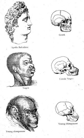 العِلمُ العنصريّ!
.
في هذه الرسمة قام كلّ من الجراح Josiah Nott وصديقه عالم المصريات George Gliddon عرض فرضيتهم القائمة على أن دماغ الإنسان الأبيض أكثر تطوراً من الإنسان الأسود.
.
لذا، تم اعتبار دماغ الأفريقي أقل ذكاء من الأبيض وأعلى من القرد!
.
وللأسف، ظلت الفرضية مقبولة جداً.