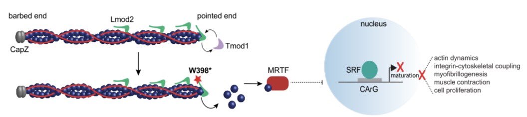 This project has been 5+ years in the making! I’m excited to finally share our work and I hope this research may lead to further advances in our understanding of genetic mutations leading to neonatal DCM🫀 <a href="/Nature_NPJ/">npj Journals</a> <a href="/heartresearchUS/">Jared Churko</a> rdcu.be/dT3IL