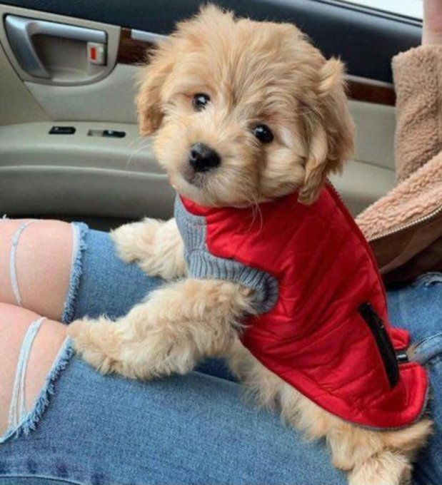 Bu köpeğin adı, yediğiniz son şey olsa ne olurdu? 

Admin : 🍭🍭Şeker🍭🍭