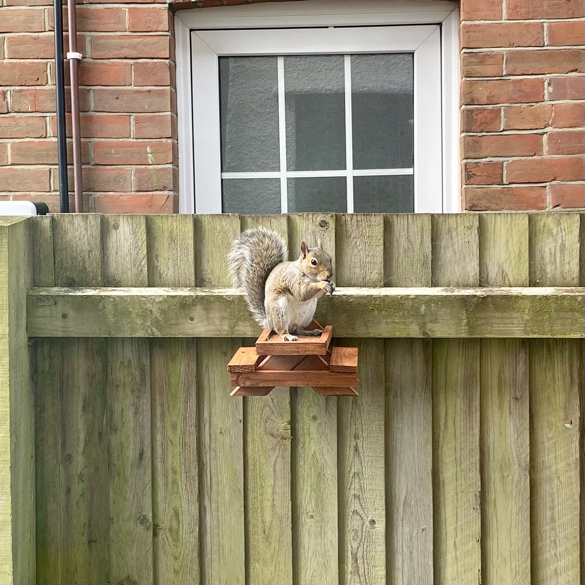 A squirrel just came to my table at lunch time!! 😍 that’s 100% improved my day!! 🐿️