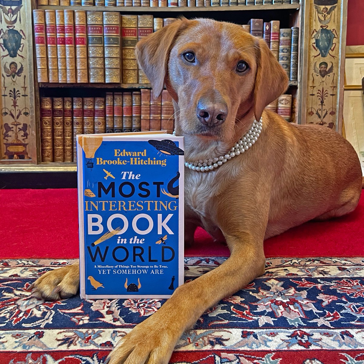 The Most Interesting Book in the World is out 10th Oct! Fascinatingly weird facts stories &amp; images, from National Rail's patent for a flying saucer to the demons in Japanese toilets, plus thousands of other things they wouldn't let me put in a QI script... linktr.ee/foxtosser