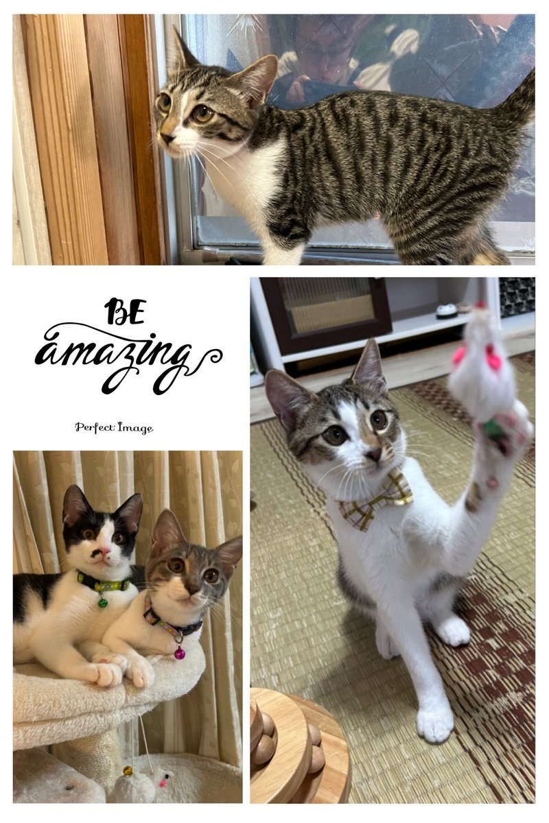 HIRO_BAGGIO10's tweet photo. 半袖くん、チョニキちゃん、トライアル前に会えて良かった🥰
一足先に卒業したモウチュウも応援してるよ✊
たくさんの猫たちと再会できた😘

#らっくら家
#共存提案型保護猫カフェ
#新潟県三条市
#猫カフェ
#保護猫
#猫好きさんと繋がりたい https://t.co/48Ygv80RVC