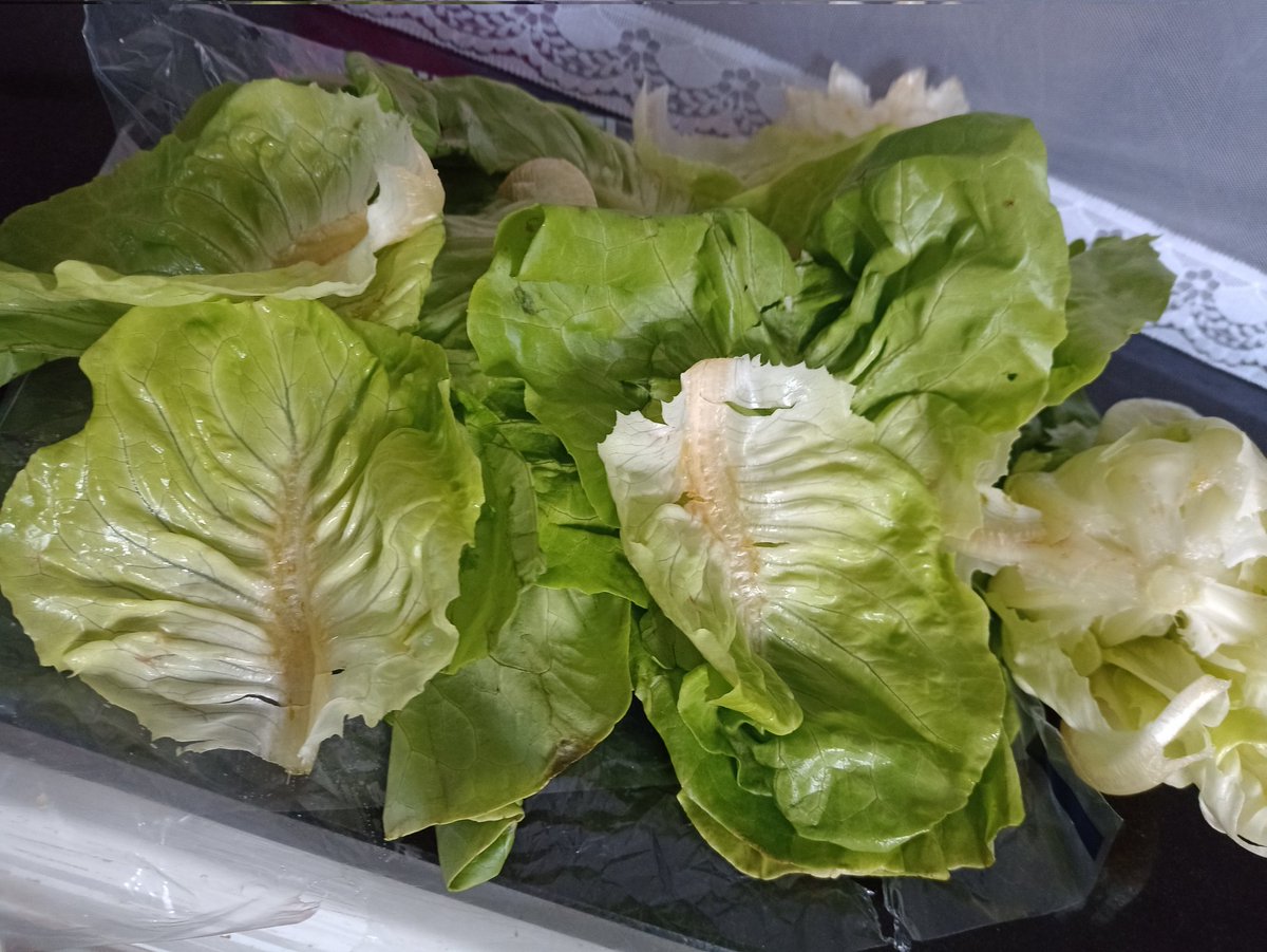 csispooky's tweet photo. @sainsburys you have today delivered me a lettuce that I have just started to prepare that, apart from the very centre, is mostly brown https://t.co/fv7oWEuOwE