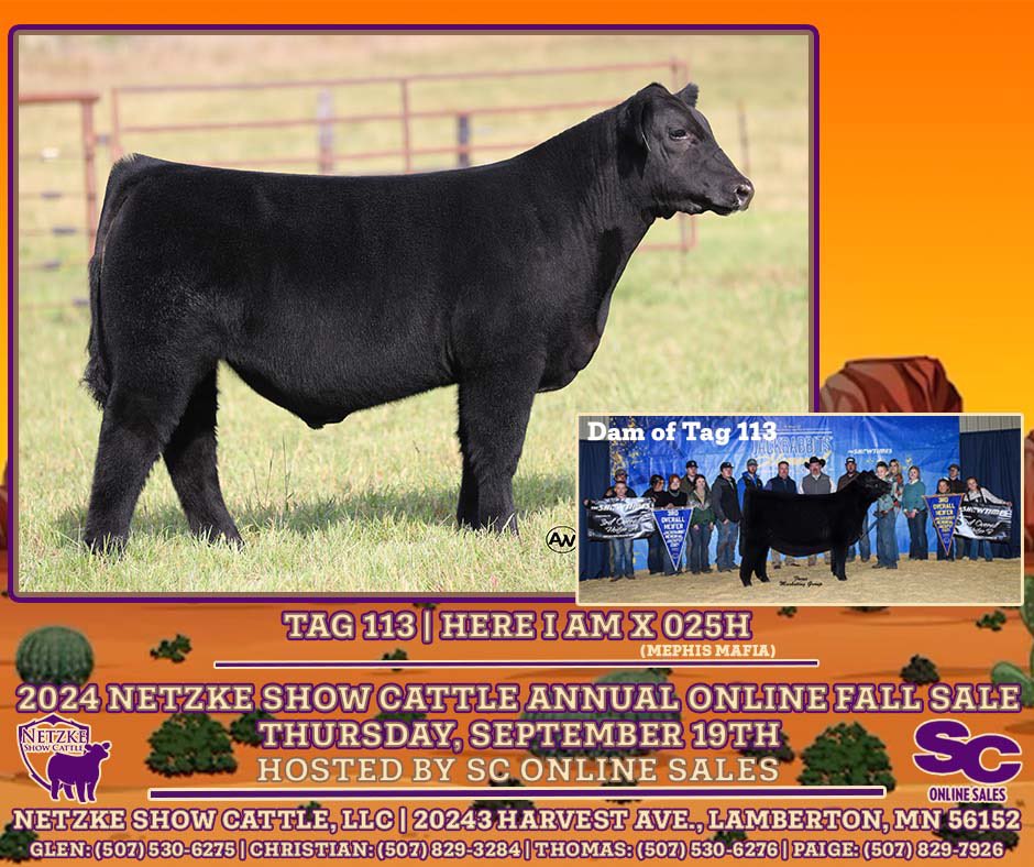 NetzkeCattle's tweet photo. ‼️2️⃣ DAYS UNTIL SALE DAY‼️

Even though our family’s time in the show ring has come to an end, show heifers still play an important role in our program

Tag 111 | Here I Am x 08 (Who Da Man x DSUL Kaitlyn B08)

Tag 113 | Here I Am x 025H (Memphis Mafia)

🔗https://t.co/nkkVNrtXzX https://t.co/JCP3UTdbNW