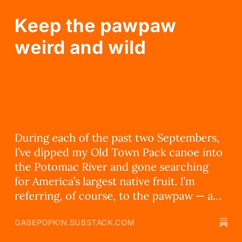 Every time I read about how sad it is that you can't buy pawpaws in the grocery store, I think about writing a counter-piece about why we should keep the pawpaw weird and wild. Now I've finally written that piece. Enjoy! open.substack.com/pub/gabepopkin…