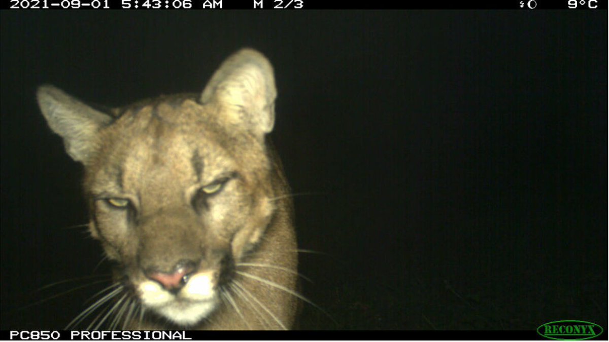 trailcam tweet media