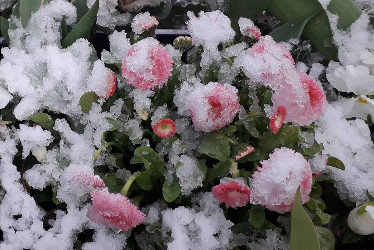 #Conseil jardin🍃Pour un jardin productif, pensez à faire place nette sur le terrain ! 
👉Il faut arracher les cultures finies, les arbustes morts, désherber les plates-bandes... Mais si la neige s'invite, restez au chaud et programmez vos semis pour l'année suivante❄️