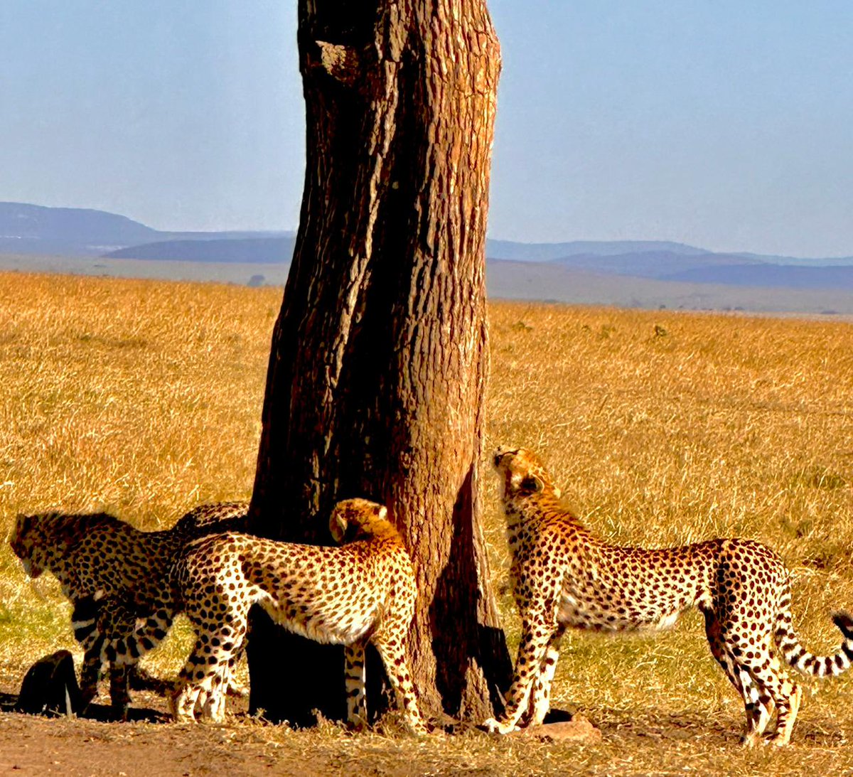 Adventureea's tweet photo. https://t.co/q0hbwVNird
#africansafari #masaimara #Kenya #serengeti #Tanzania #zanzibar https://t.co/WqEm4BRolr