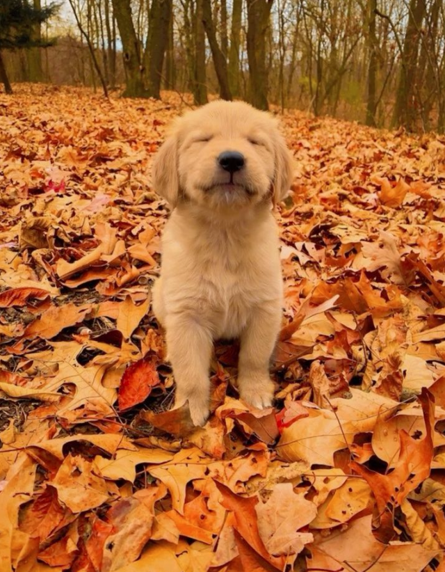 OfficialPLT's tweet photo. 🍂🎃🍁 IT'S OFFICIALLY THE FIRST DAY OF AUTUMN 🍁🎃🍂 https://t.co/YnRuCtVEZk