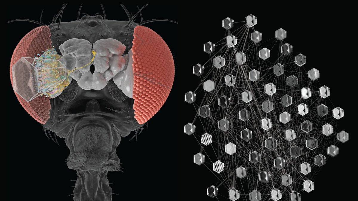 roninkompol3's tweet photo. AI met fruit fly, and a better brain model emerged https://t.co/KJMffsGl0D https://t.co/4vhx4QKtOM