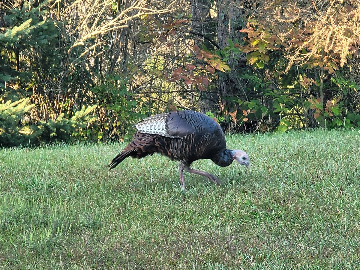 Etobicoke Outdoor Education Centre (@eoec_tdsb) on Twitter photo Ontario is in the northern edge of the Eastern Wild Turkey.  Once hunted to extinction, they have been successfully reintroduced to the province with a healthy population of 70,000-100,000. They are always a beautiful sight to see at Albion Hills Conservation. Ontario is in the northern edge of the Eastern Wild Turkey.  Once hunted to extinction, they have been successfully reintroduced to the province with a healthy population of 70,000-100,000. They are always a beautiful sight to see at Albion Hills Conservation.