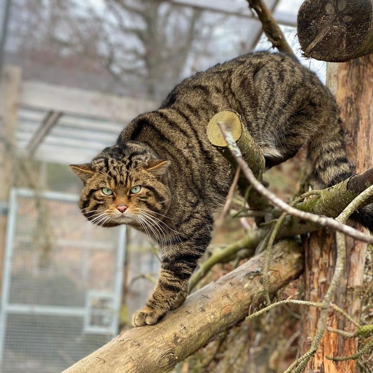 SaveOurWildcats's tweet image. We've got three new wildcats for you to sponsor 🎉
Oscar is vocal, but all talk. Skye is quick and agile. Margaret is feisty.
Sponsor one of these wildcats to save the Highland tiger today ➡ savingwildcats.org.uk/sponsor