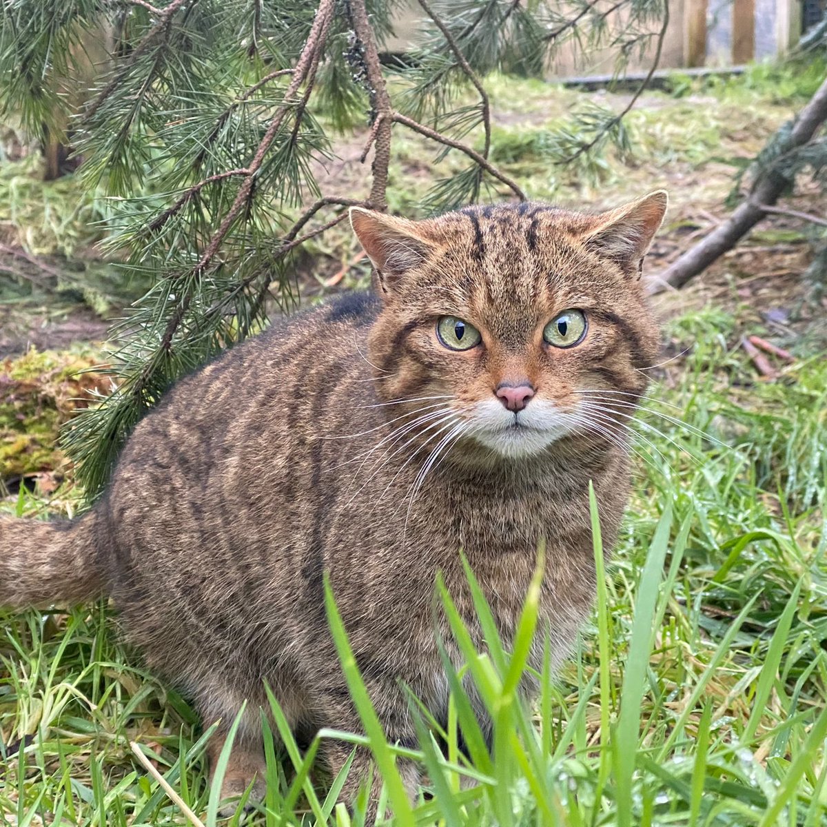 SaveOurWildcats's tweet image. We've got three new wildcats for you to sponsor 🎉
Oscar is vocal, but all talk. Skye is quick and agile. Margaret is feisty.
Sponsor one of these wildcats to save the Highland tiger today ➡ savingwildcats.org.uk/sponsor