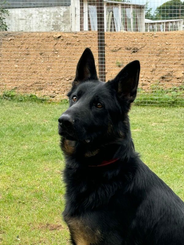 Max is around 7mths old and he was seized by the Police, Max can live with older kids but he has missed out on essential socialising and training so will need a home to go back to basics 
#dogs #germanshepherd #Cornwall 
gsrelite.co.uk/max-46/