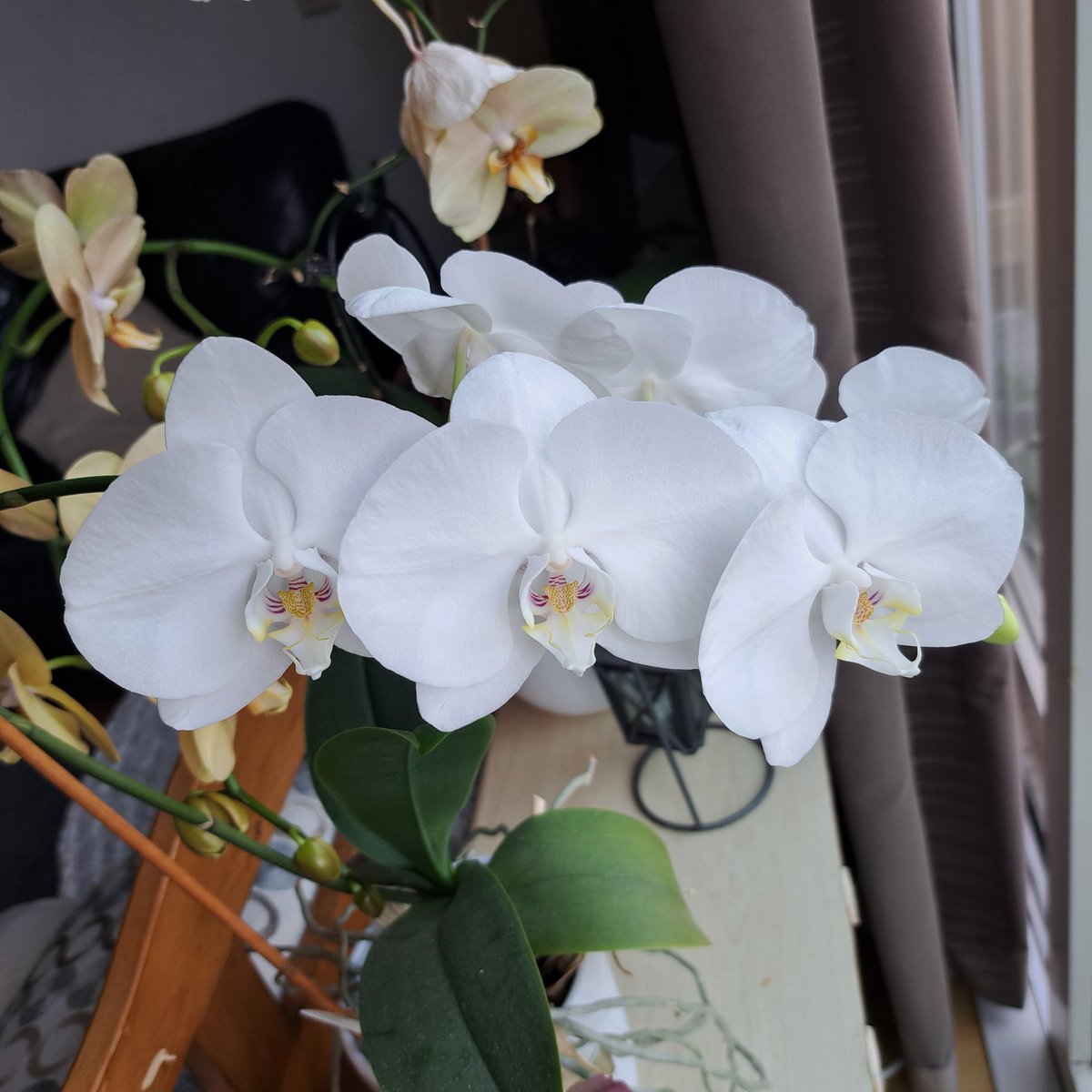 YvonneGrevelink's tweet image. #september_stemming
#Wit
@LadyLove40 

Onze #witte orchidee blijft maar door bloeien.😃