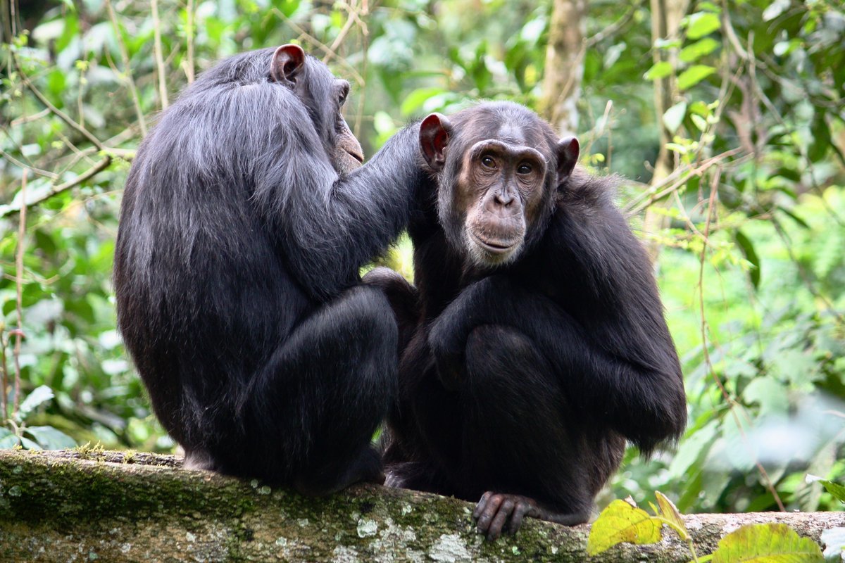 Kibale Chimpanzee Project (@kibalechimps) on Twitter photo New paper from KCP on female relationships in Kanyawara. Congratulations to <a href="/sfox12/">Stephanie Fox</a>.
authors.elsevier.com/sd/article/S00… New paper from KCP on female relationships in Kanyawara. Congratulations to <a href="/sfox12/">Stephanie Fox</a>.
authors.elsevier.com/sd/article/S00…