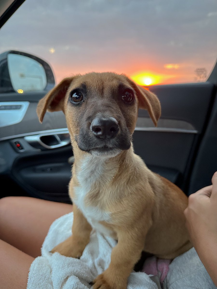 Spent some of the bye week up north, delivering dog food to the community and rescuing this sweet mama and her four pups! Always grateful for the chance to help these pups find safety and love. 
🐶 🐾 ❤️ ✨ 

#RescueDogs #AdoptDontShop