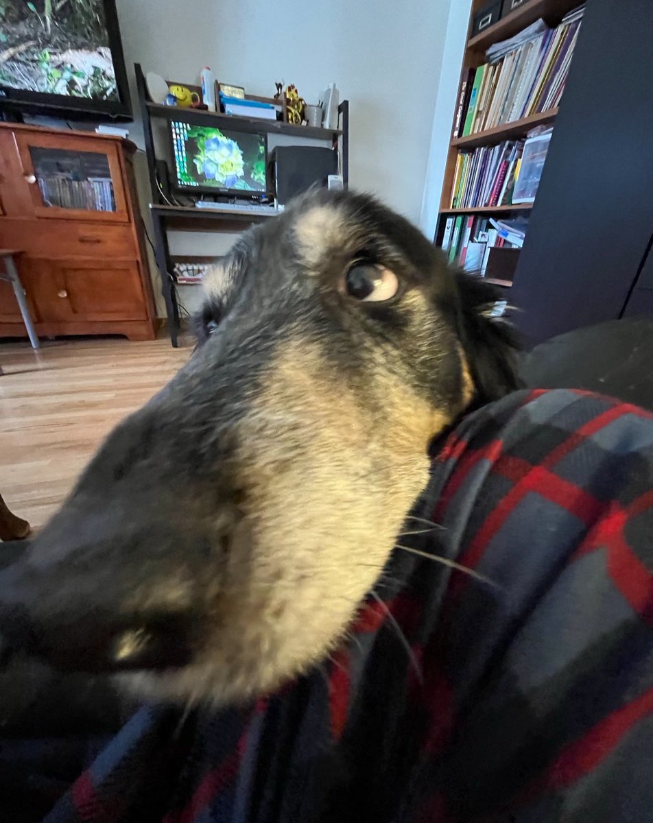 Noeticglitch's tweet photo. Yesterday my family and I said goodbye to our Lady girl. She gave us 13 wonderful years of love and our house won’t feel the same without her. Give all your pets a hug for me 💜 https://t.co/3vHrKRq2SZ