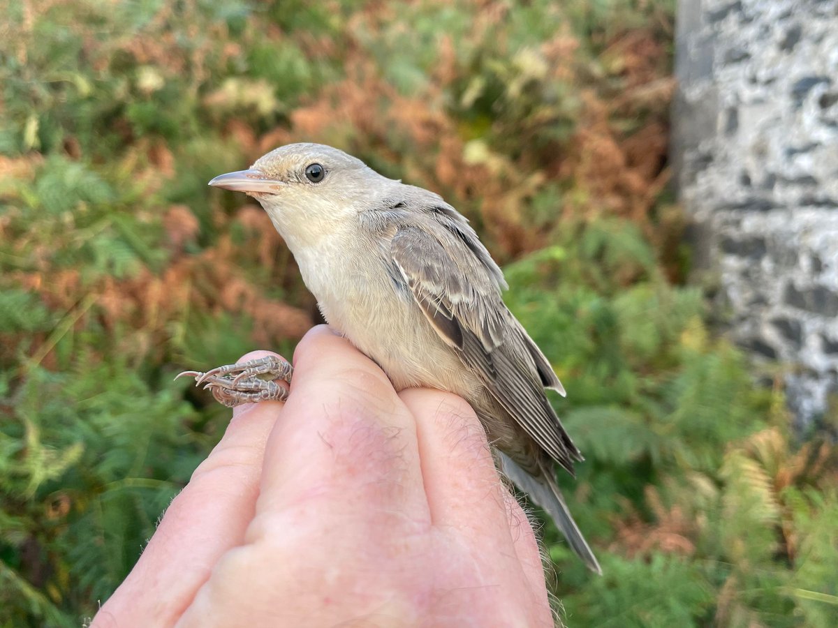 Calf of Man Bird Observatory tweet media