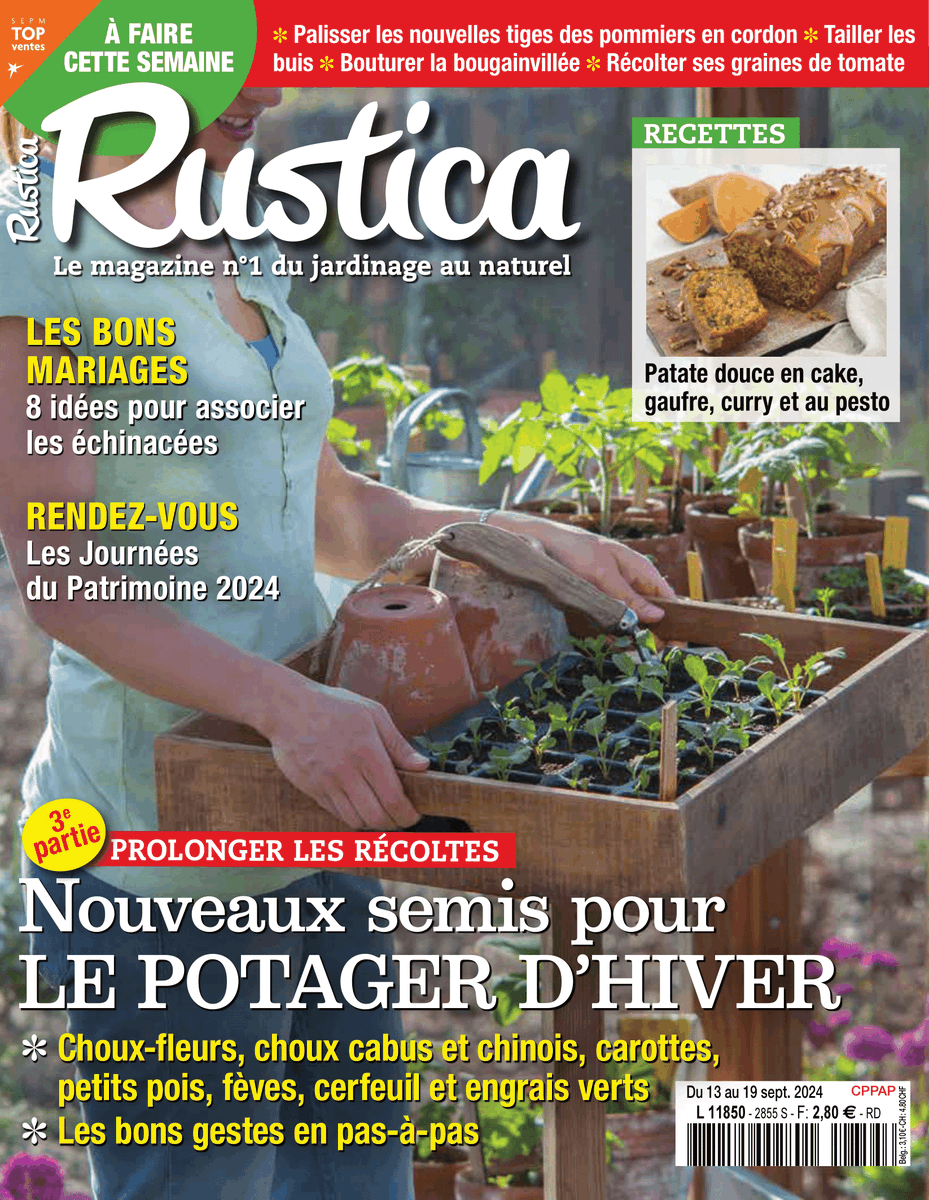 [En kiosque] Du 13 au 19 septembre 2024, hebdomadaire #Rustica
Nouveaux semis pour le potager d'hiver
+ 8 idées pour associer les échinacées
+ les travaux de #jardinage
#presse #magazine #hebdo 
rustica.fr/en-kiosque/