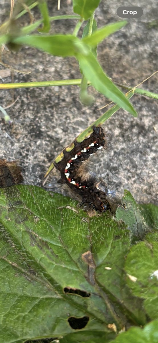 What has been wild about your week?? We’d love to see it tonight, 8-9pm, for #WildCardiffHour!