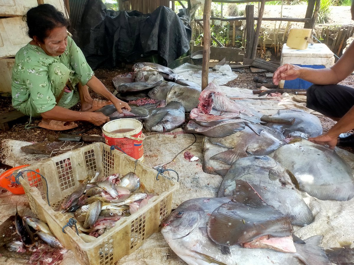 lasriyantoplh's tweet photo. Kamis(12/09/2024) Lasriyanto,S.Pi
Pendampingan di KUB Arus Samudra, Di Desa Pagatan Besar, Kec. Takisung , Panin Ikan Bawal Tangkapan Nelayan  124 kg, dengan Harga Rp 35000/Kg #GiatLuhkanSatminkalBwi #TnhLaut #Panen
@bppp_banyuwangi 
@puslatluhkp
@Luhlapor
@TuguDian https://t.co/qnDyvzWR3c