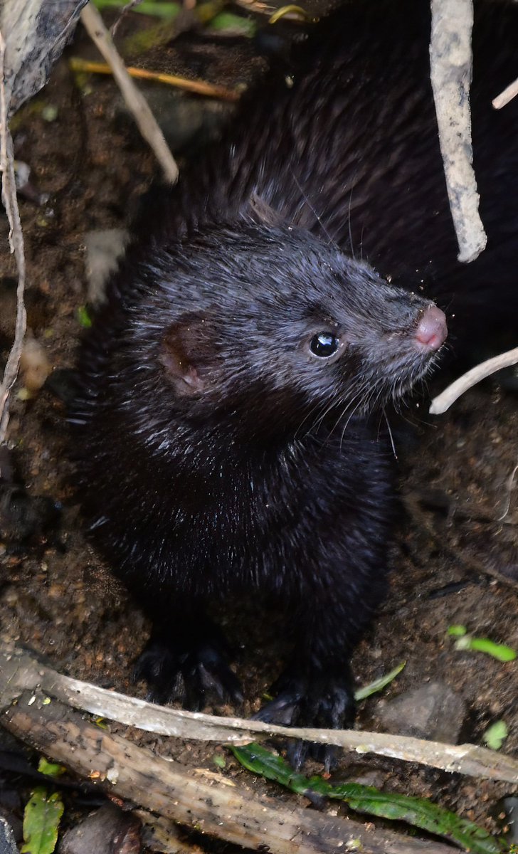 Beautiful little mink