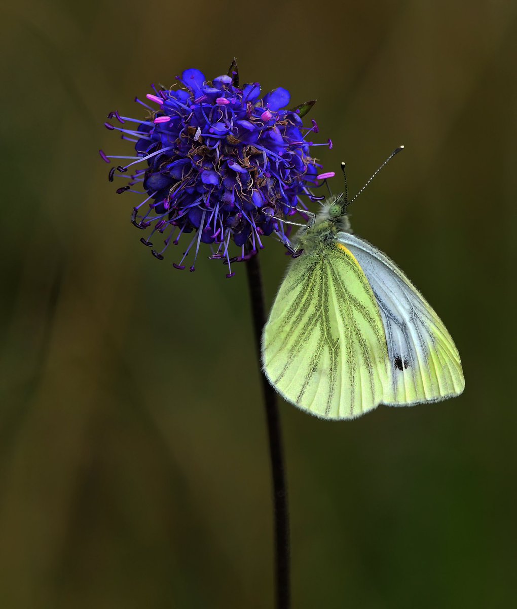 The beauty of the butterfly
