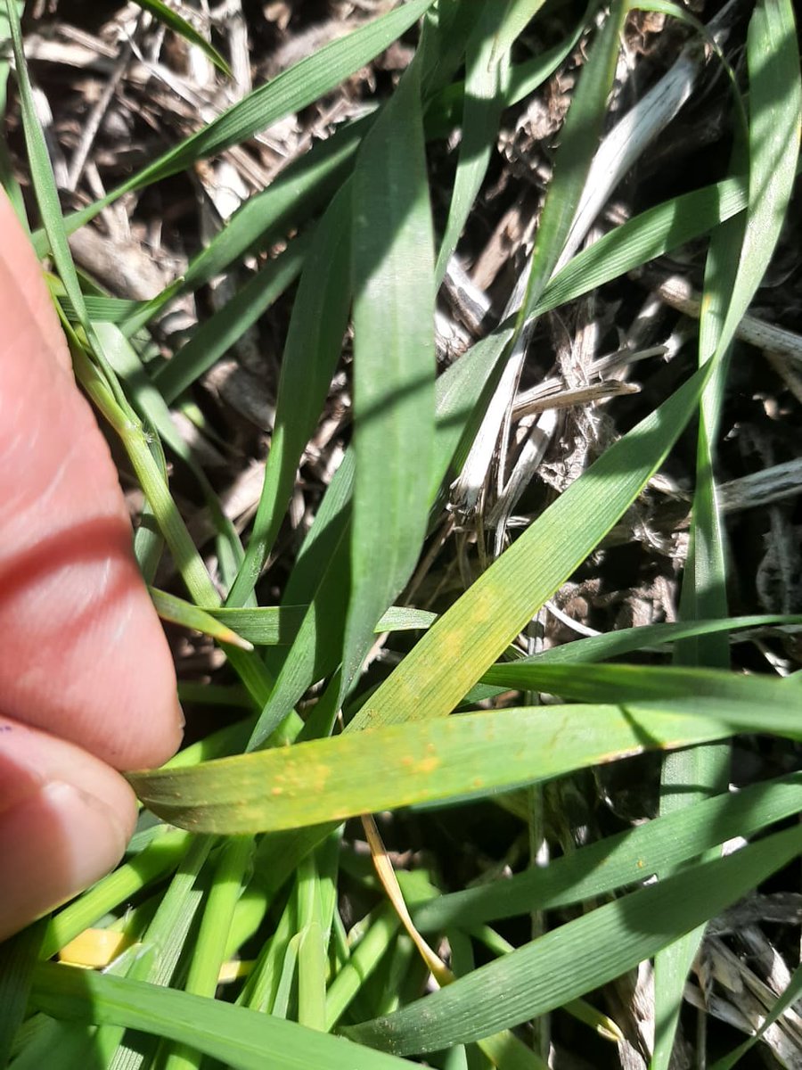 Aleferretti tweet media