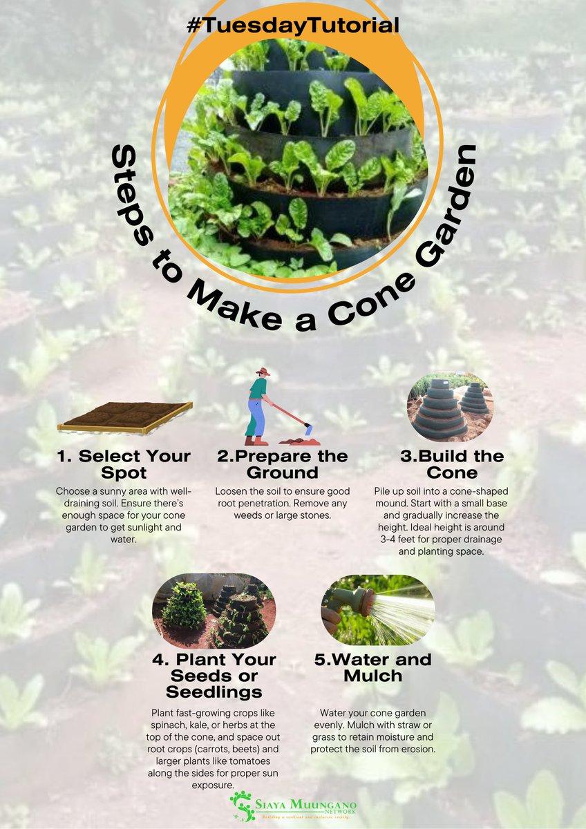 MuunganoCentre's tweet image. #TuesdayTutorial: Want to make a real impact on climate action? Try cone gardening! It conserves water, uses minimal space, and improves food security, making it a sustainable solution. Start small, grow big! #WeAreVCA #ClimateActionNow #ClimateSmartAgriculture #SIMUNcares