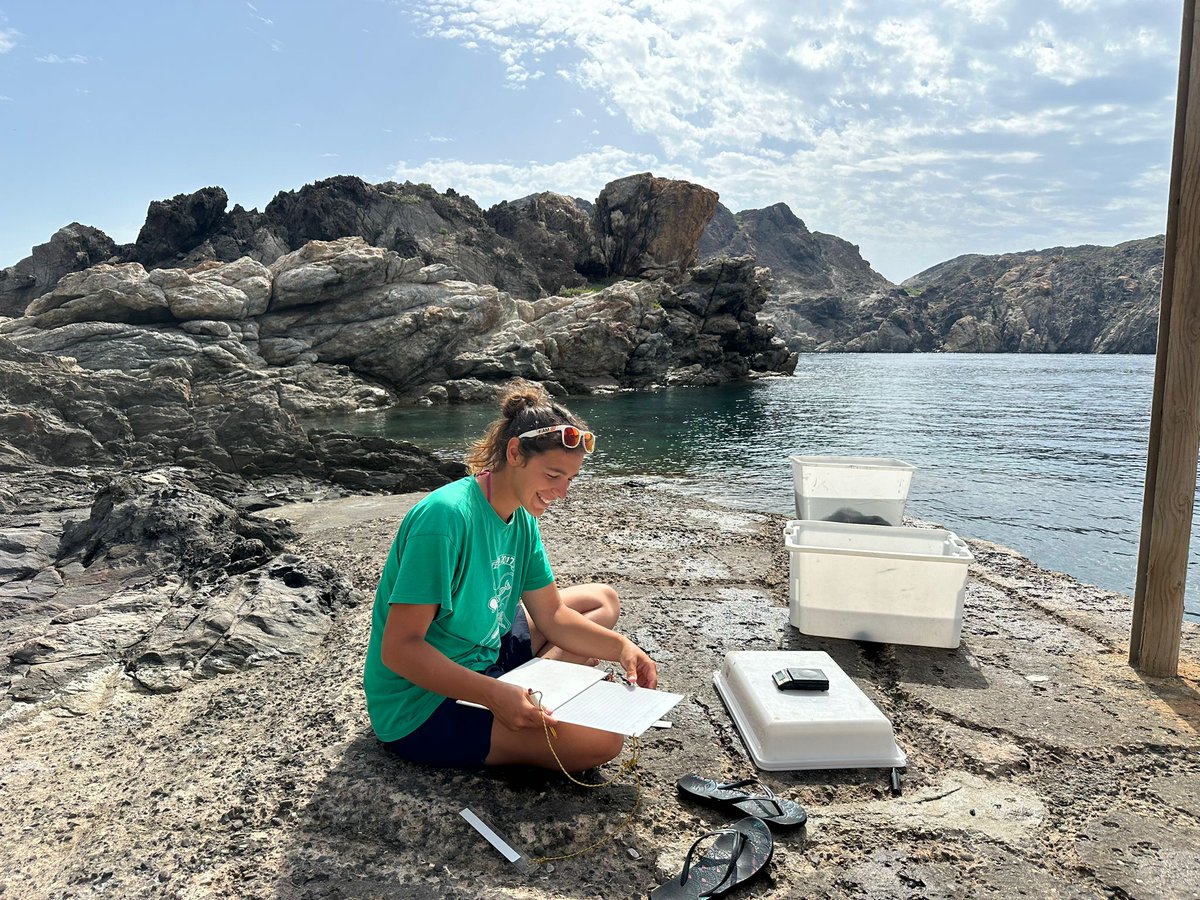 Our partners at <a href="/IRBioUB/">IRBioUB</a> &amp; <a href="/ceabcsic/">CEAB-CSIC</a> sampled sea urchin populations this summer in Costa Brava, taking biomass measurements and kicking-off our bimonthly monitoring in the Catalan Coast with #MUrFor! 🌊🌞