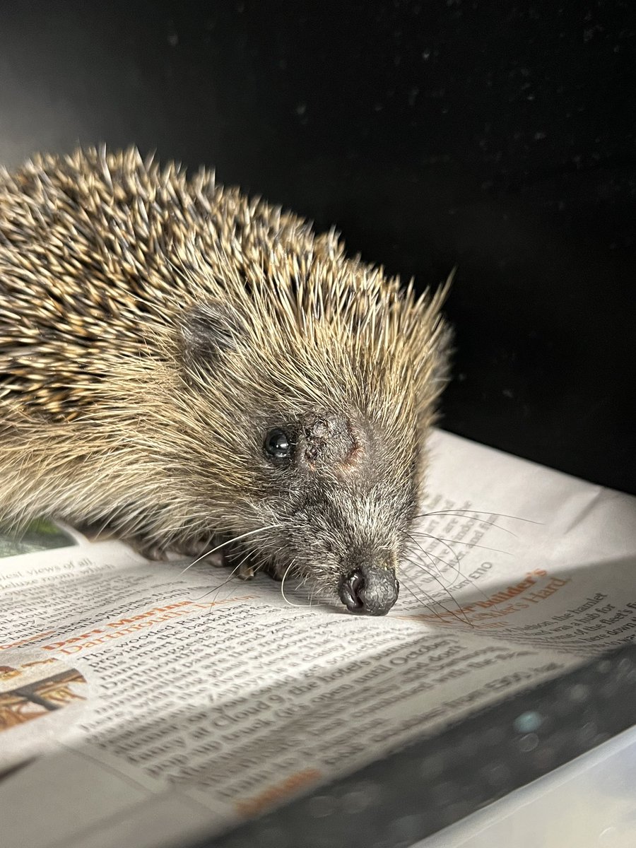 Migeul is beating all the odds! He had severe flystrike and was collapsed as well as injured when he was admitted to Penmellyn St Austell. Their team did a brilliant job at cleaning him up and we got him straight over to the rescue and into an incubator, just look at him now!