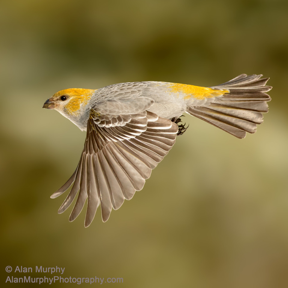 Just Published!!! Flying to you! The Stokes Guide to Finches of the United States and Canada. Available from bookstores and online booksellers (photo©Alan Murphy)amazon.com/Stokes-Finches…
#birding #birds