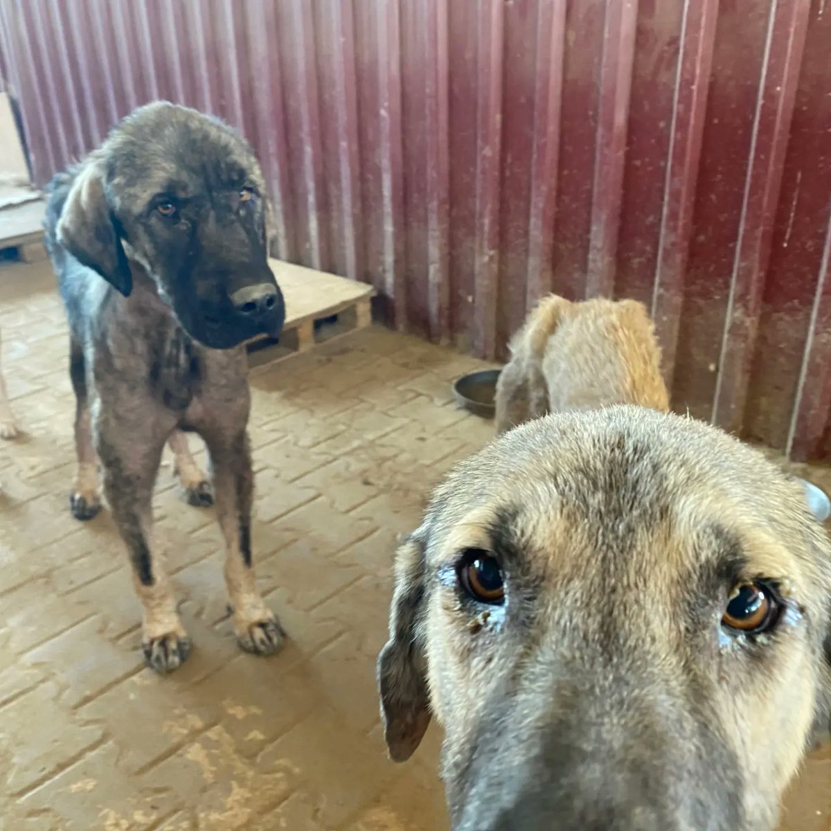 nazhayvansever's tweet photo. Sadece bir kaç tanesi..
Sizlerle birlikte yaşamlara dokunabilmek ne büyük şeref, mutluluk...
Daha fazlasını da yapabiliriz, hep birlikte❣️🐾

Bize mesaj yoluyla ulaşabilirsiniz.
0543 511 20 26
@nazhayvansever https://t.co/zmySwEdbtb