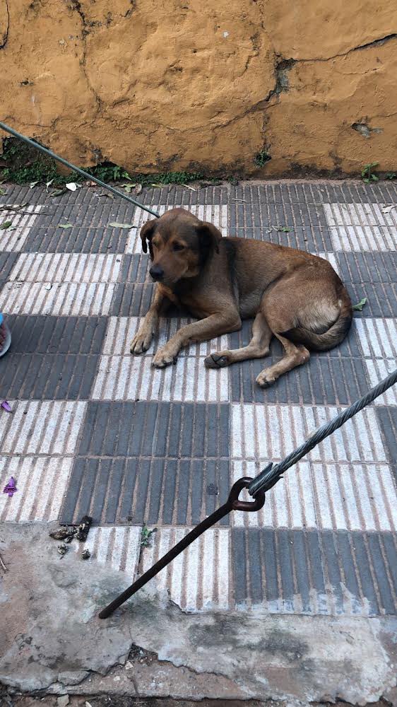 Dirección Nacional de Defensa Animal tweet media