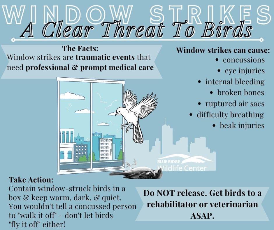 Hi it’s migration szn. Birds are on the move &amp; are hitting windows bc the reflection looks like the sky/trees. IF YOU FIND A BIRD THIS TIME OF YEAR THAT LETS YOU PICK THEM UP, IT’S NOT OK. PUT BIRD IN A BOX, DO NOT CUDDLE BIRD, DO NOT RELEASE BIRD, GET BIRD MEDICAL HELP ASAP