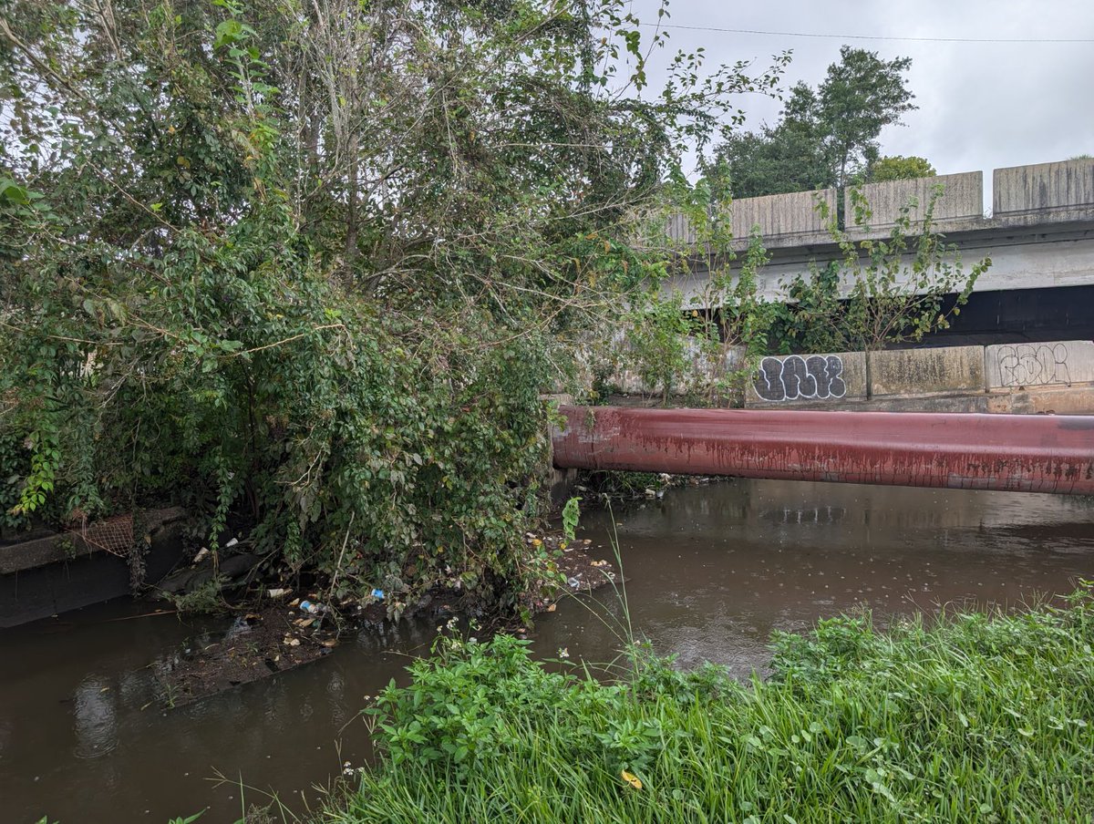 SJRiverkeeper's tweet photo. Last week we had a cleanup with With Love, Jax! 8 volunteers removed 20 bags of trash from Hogans Creek in #SpringfieldJax.
THANK YOU to all of our volunteers who help us make the #StJohnsRiver watershed a cleaner and healthier place, #ForTheRiver and For Us All! https://t.co/j6Cqs3CpYo