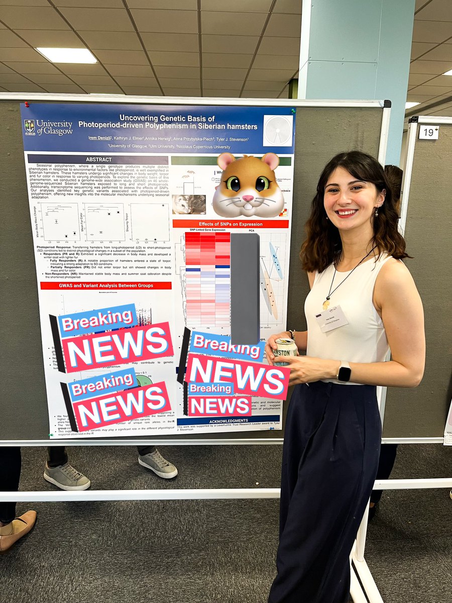 How do Siberian hamsters know when to switch gears between summer and winter? 🌞❄️ I’m investigating the genomic control of photoperiod-driven polyphenism—stop by my poster at #UKClockClub to learn more! 🧬 #PhDLife