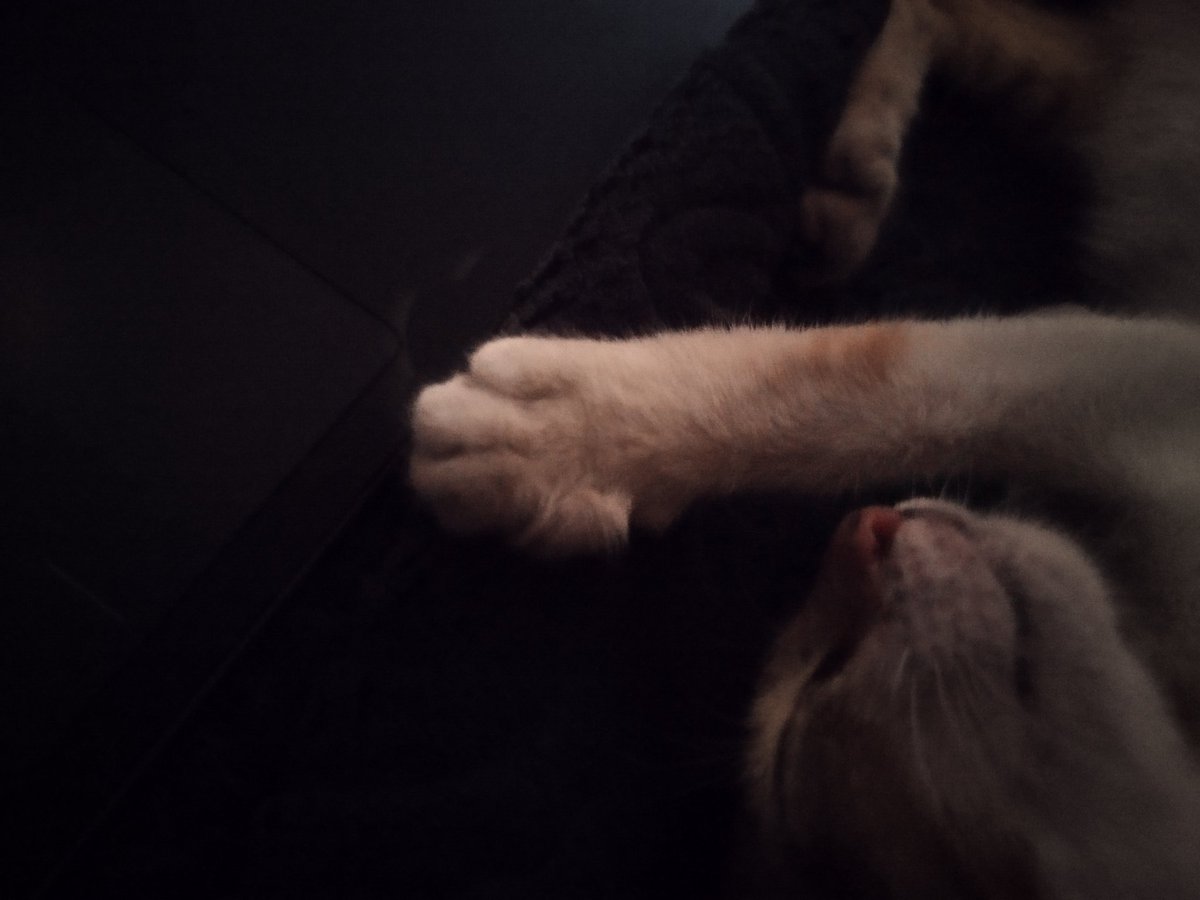 ternyata kucing kalo tidur merem