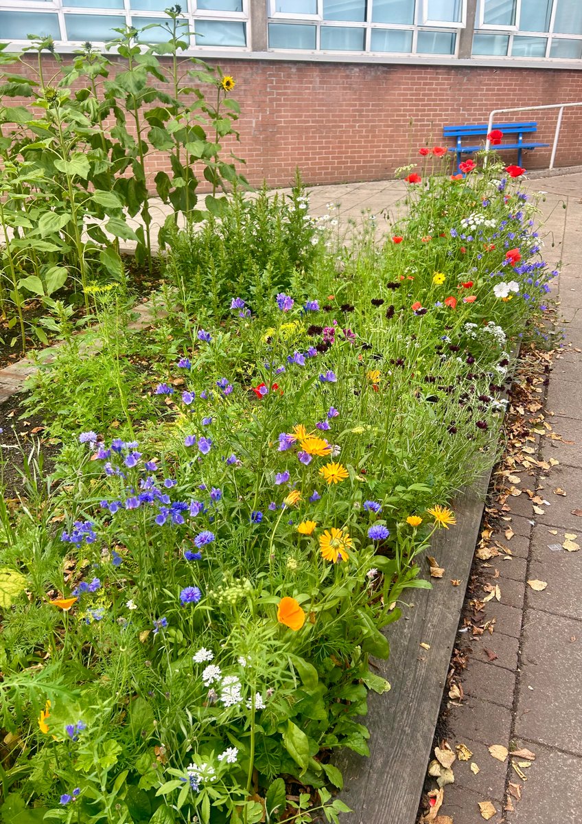LfSHolyroodSec's tweet photo. Our patio area is blooming, so many plant/flower types and lovely colours in our outdoor learning area 🌸🌻🌼 #outdoorlearning #LfSHolyrood https://t.co/Vz2m0azPHF