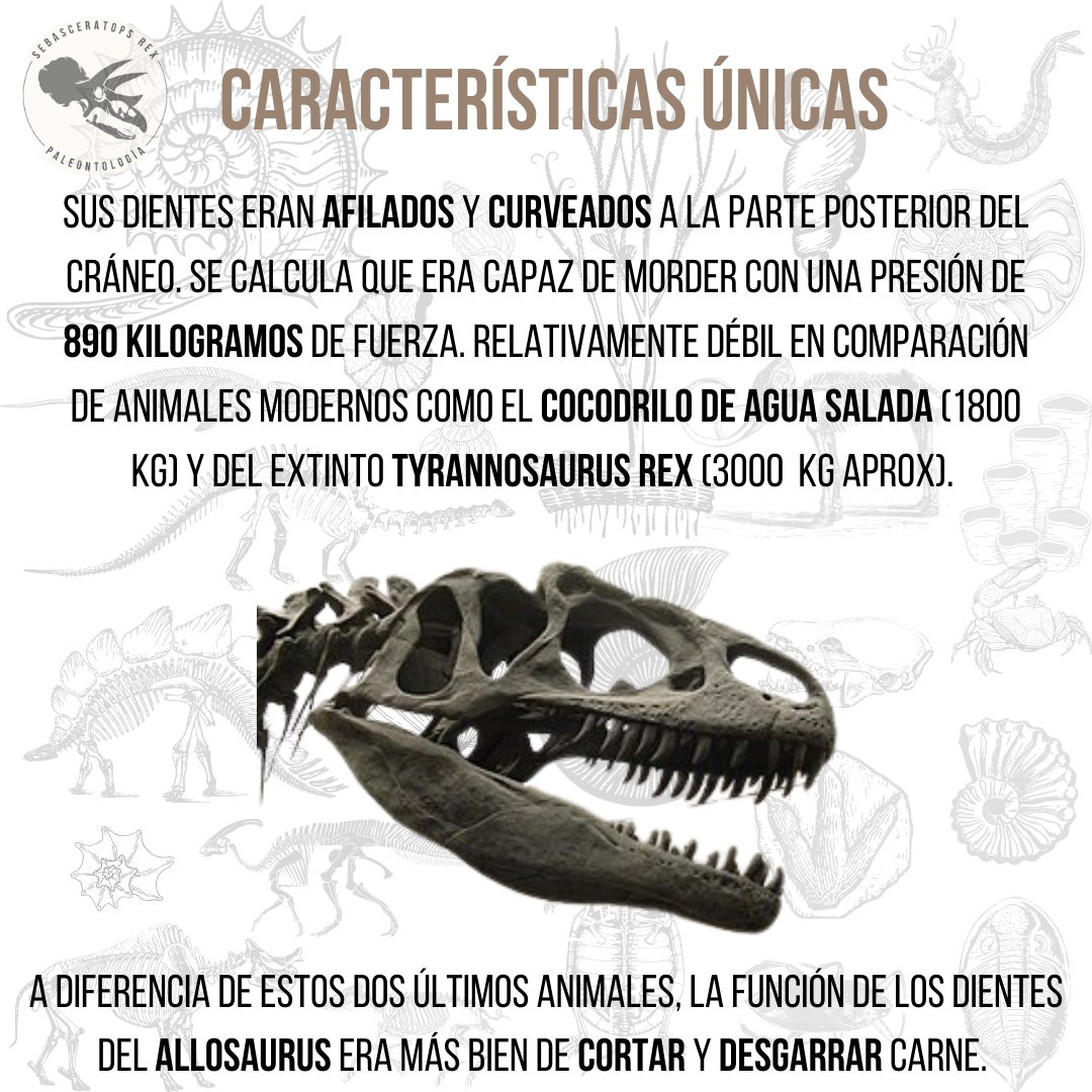 Sebasceratopsrex tweet media