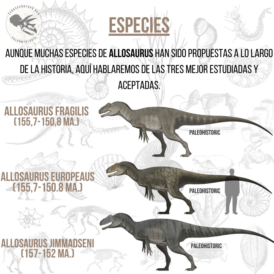 Sebasceratopsrex tweet media