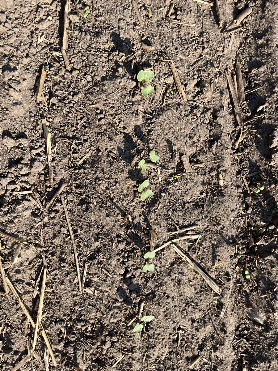Canola is up and growing for 2025!  #ontag #wintercanola