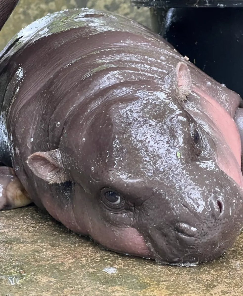 and_khamoo's tweet photo. แอบมองเธออยู่นะจ๊ะ 🙄 #hippo #PygmyHippo #ขาหมูแอนด์เดอะแก๊ง #หมูเด้งจะเด้งกี่โมง https://t.co/uHgAFt4zu4