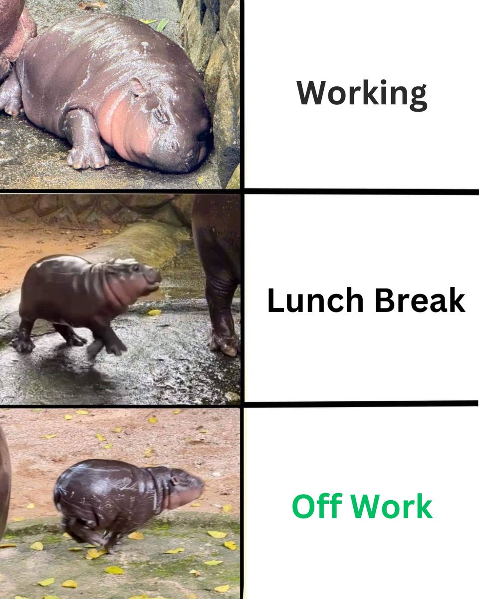 Meme Moo Deng 

#หมูเด้ง #khaokheowzoo