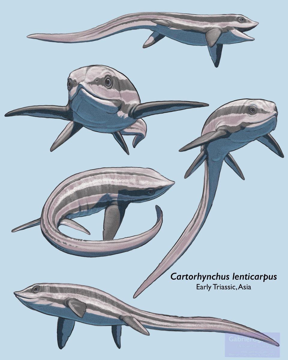 Studies on Cartorhynchus